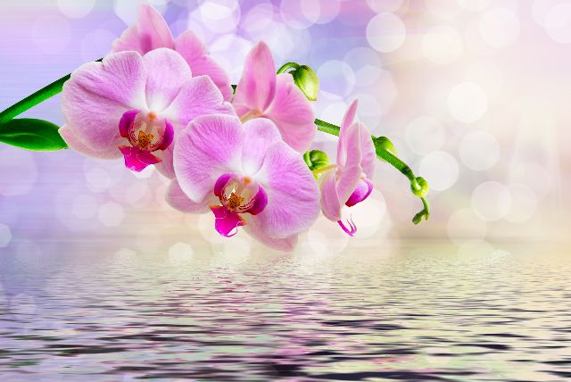 Aufpreis Bildmotive für KERA-FIT Blumen