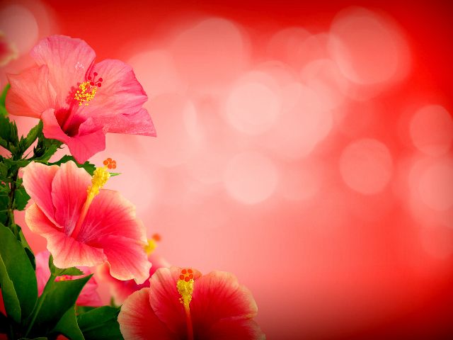 Aufpreis Bildmotive für KERA-FIT Blumen