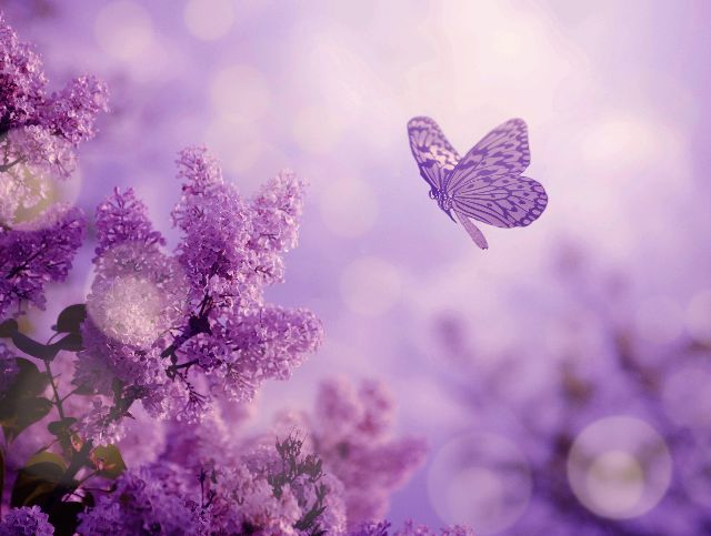 Aufpreis Bildmotive für KERA-FIT Blumen