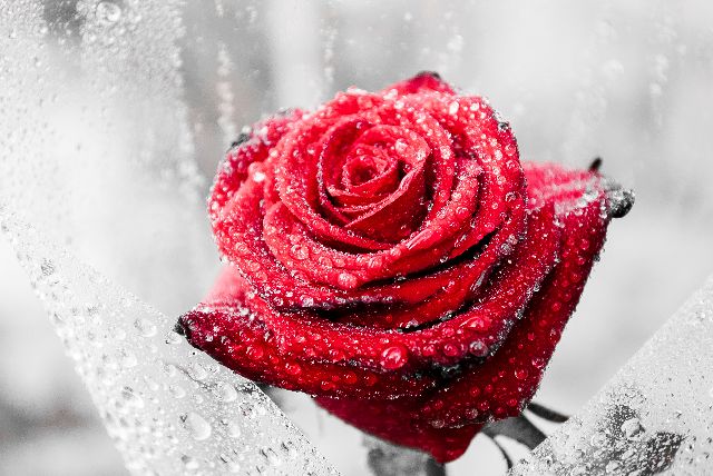 Aufpreis Bildmotive für KERA-FIT Blumen