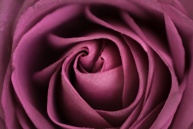 Aufpreis Bildmotive für KERA-FIT Blumen