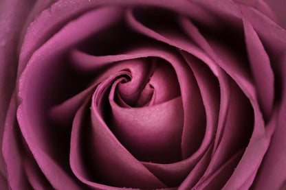 Aufpreis Bildmotive für KERA-FIT Blumen