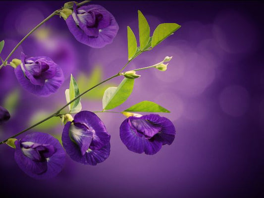 Aufpreis Bildmotive für KERA-FIT Blumen