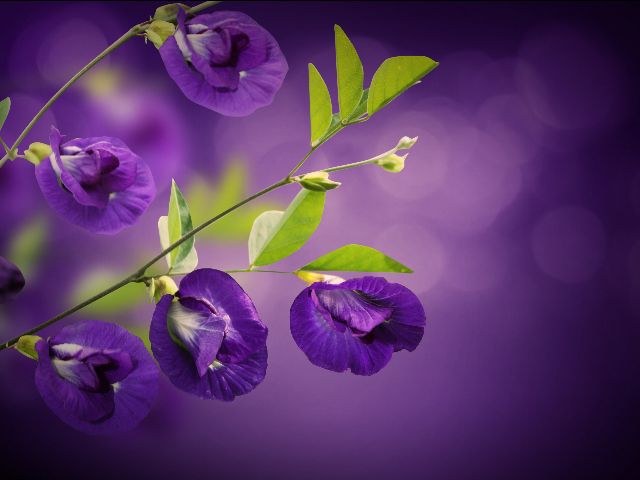 Aufpreis Bildmotive für KERA-FIT Blumen