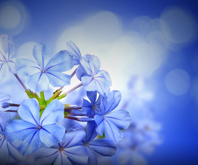 Aufpreis Bildmotive für KERA-FIT Blumen