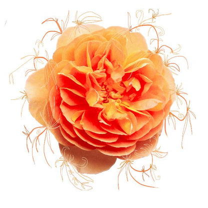 Aufpreis Bildmotive für KERA-FIT Blumen