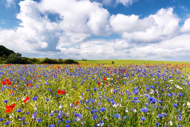 Aufpreis Bildmotive für KERA-FIT Blumen