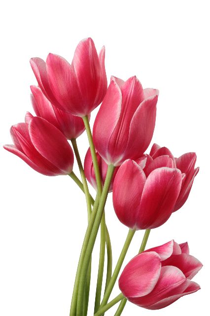 Aufpreis Bildmotive für KERA-FIT Blumen