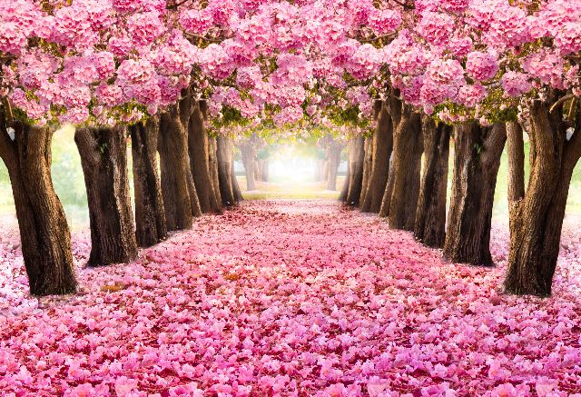 Aufpreis Bildmotive für KERA-FIT Landschaft