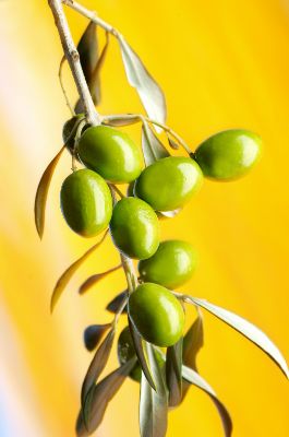 Aufpreis Glasheizkörper Bildmotive Food