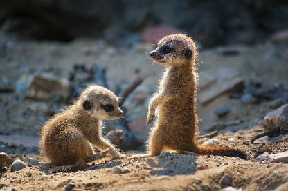 Aufpreis Bildmotive für KERA-FIT Puppy