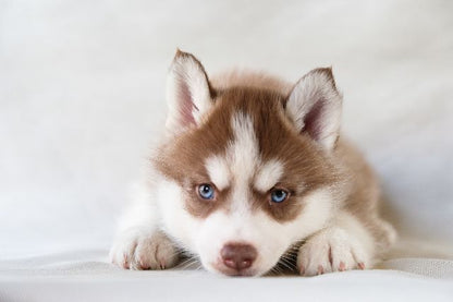 Aufpreis Bildmotive für KERA-FIT Puppy