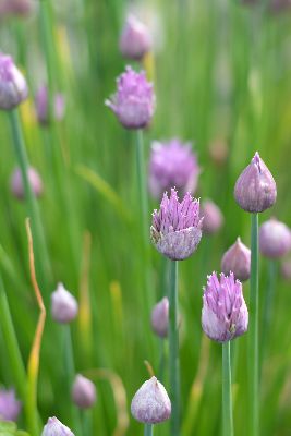Aufpreis Glasheizkörper Bildmotive Blumen