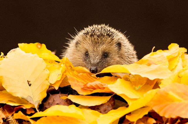 Aufpreis Bildmotive für KERA-FIT Tiere