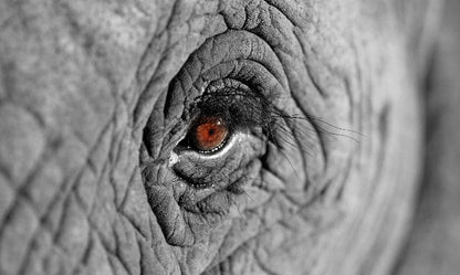 Aufpreis Bildmotive für KERA-FIT Tiere