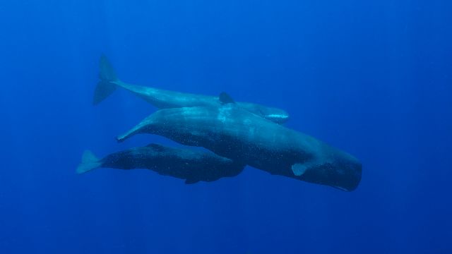 Aufpreis Bildmotive für KERA-FIT Tiere