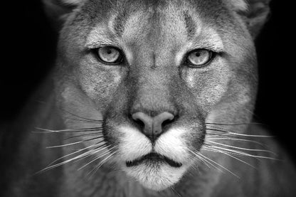 Aufpreis Bildmotive für KERA-FIT Tiere