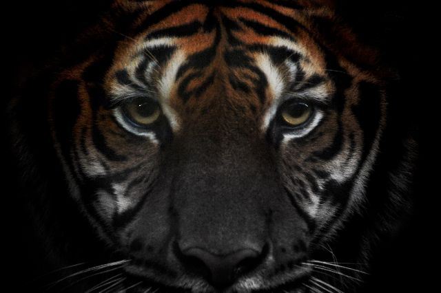 Aufpreis Bildmotive für KERA-FIT Tiere