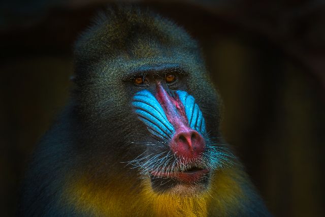 Aufpreis Bildmotive für KERA-FIT Tiere