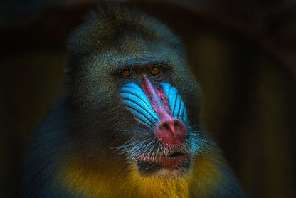 Aufpreis Bildmotive für KERA-FIT Tiere