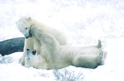 Aufpreis Bildmotive für KERA-FIT Tiere