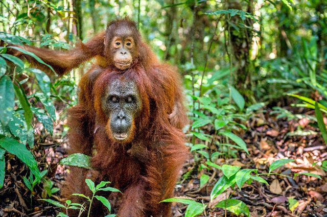 Aufpreis Bildmotive für KERA-FIT Tiere