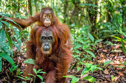 Aufpreis Bildmotive für KERA-FIT Tiere