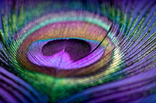 Aufpreis Bildmotive für KERA-FIT Tiere