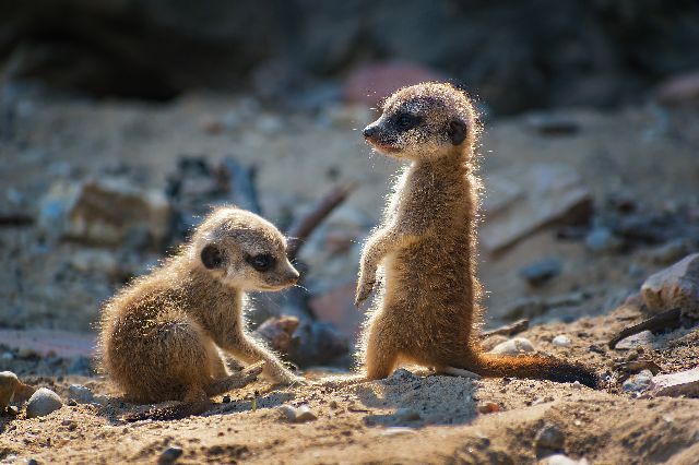 Aufpreis Bildmotive für KERA-FIT Tiere