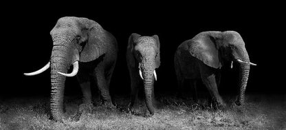 Aufpreis Bildmotive für KERA-FIT Tiere